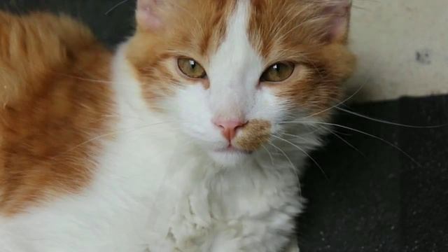 необычные домики для кошек смотреть онлайн