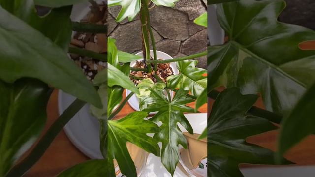 Time to repotting with #metanayrin 💚🪴 ID : Philodendron Radiatum Variegata смотреть онлайн