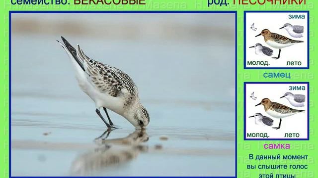 Песчанка. Голоса птиц смотреть онлайн