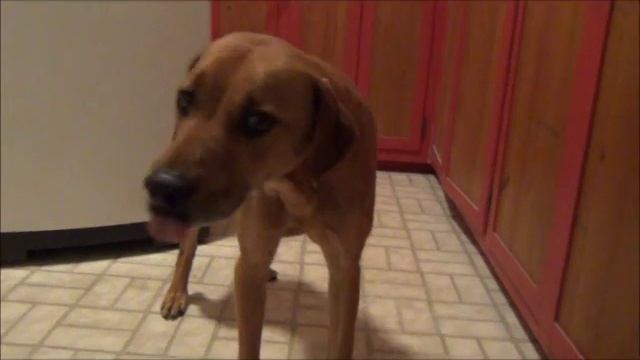 Our Dog Hines Gulping, Licking, and Bloated Episode смотреть онлайн