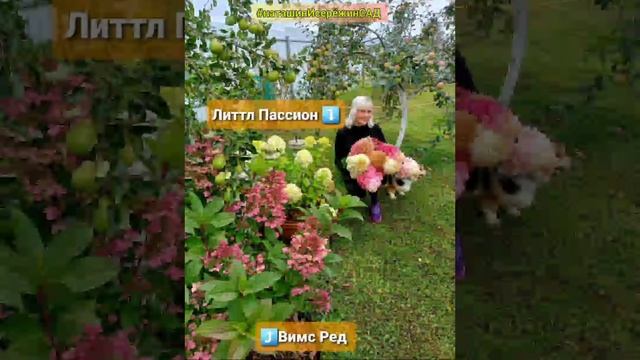 ГОРТЕНЗИЯ Метельчатая (Самарская Лидия, Скайфолл, Пастель Грин, Стробберри Блоссом и много других смотреть онлайн