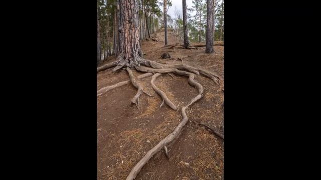 Река Мана приток Енисея фото М Новожилова смотреть онлайн