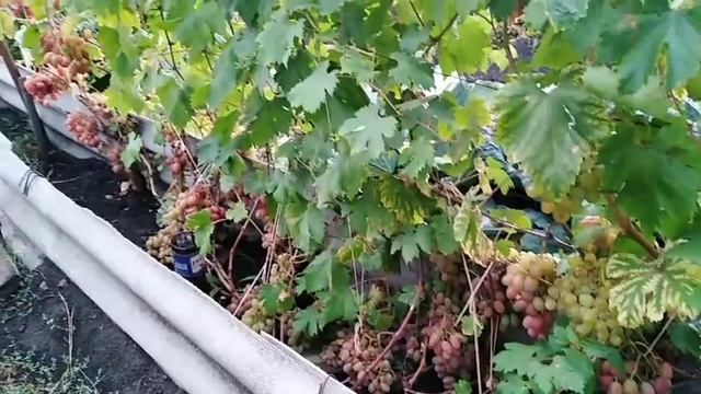 #винограднасеверепересортобзорсортов# ВИНОГРАД. ОБЗОР ЯГОД. ПЕРЕСОРТ. 10.09.2020г смотреть онлайн