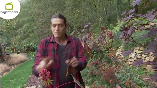 Ricino común o Ricinus communis - Decogarden смотреть онлайн