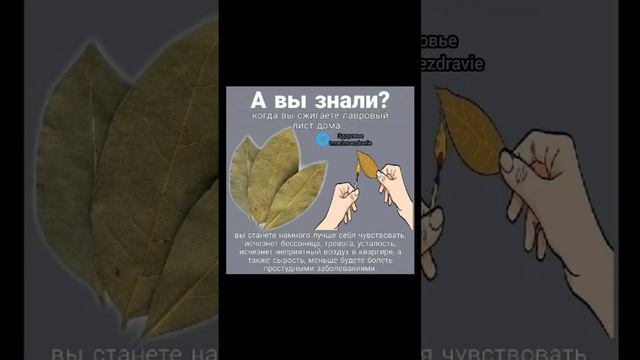 а вы знали!? когда вы сжигаете лавровый лист дома #народнаямедицина #полезныесоветы #здоровье #зож смотреть онлайн