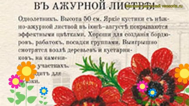 Адонис летний Уголек в огне. Краткий обзор, описание характеристик adónis aestivális смотреть онлайн