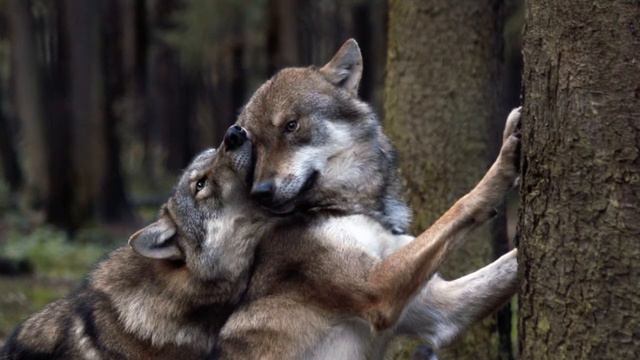 5 САМЫХ ДОРОГИХ ПОРОД СОБАК смотреть онлайн