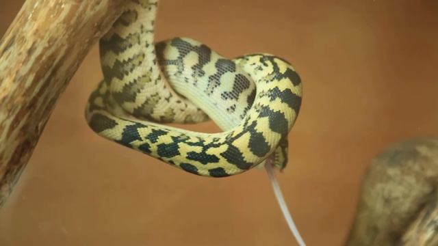 Питон есть мышку . Съел прямо в воздухе смотреть онлайн