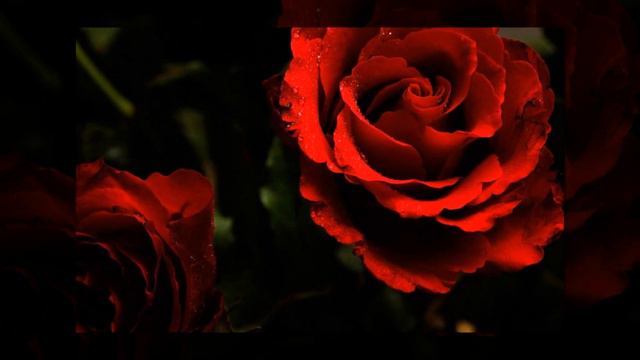 A Amazing Red Rose Wallpapers смотреть онлайн