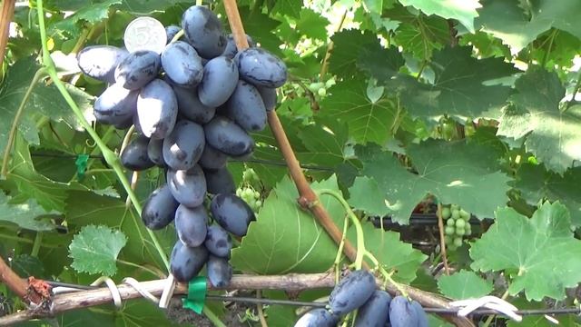 Сигнальное плодоношение новинок Виктора Калугина. Вторая часть. смотреть онлайн