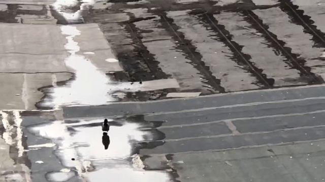 Как ходит ворона смотреть онлайн