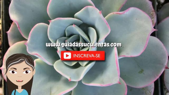Echeveria Atlantis: Tudo Sobre Essa Suculenta