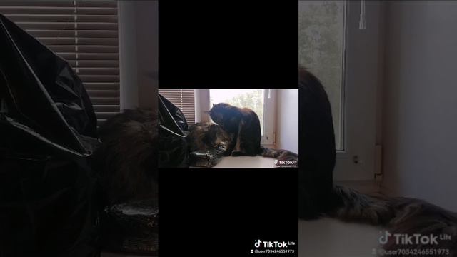 E9fcf149-9ff3-4004-b45e-f0610fbaac30-watermark.mp4