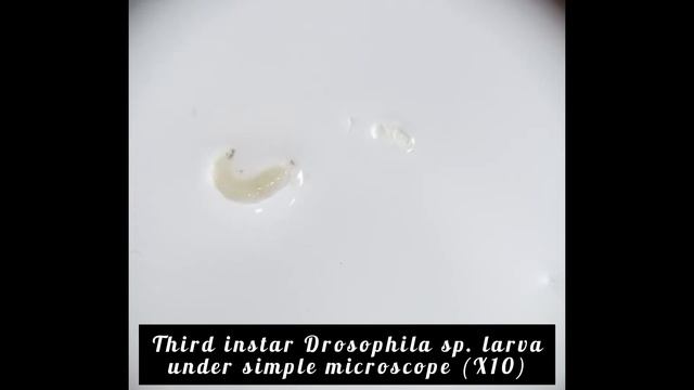 Salivary glands dissection of 3rd instar Drosophila sp. larva смотреть онлайн