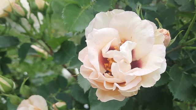 Роза Айс Фо Ю - флорибунда -селекции Питера Джеймса. смотреть онлайн