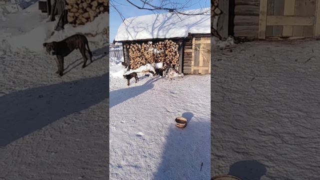 Зимнее содержание стаффорда на улице на Урале никто не мерзнет смотреть онлайн