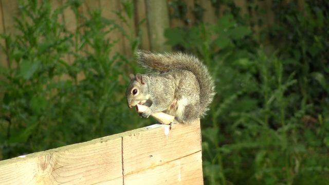 Squirrel eating bone (4K) смотреть онлайн