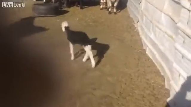 Маленький ягненок привел в ужас целое стадо смотреть онлайн