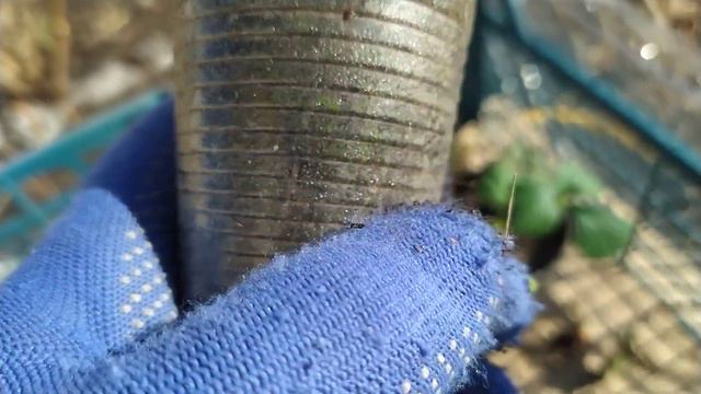 Клубника на подоконнике эксперимент ВСЁ