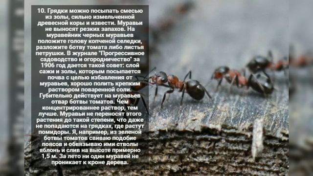 Как избавиться от муравьев на участке навсегда! Избавляемся от муравьев: 14 способов. смотреть онлайн