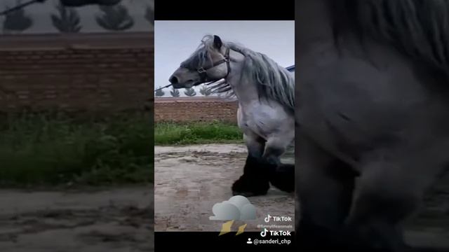 Большая лошадь...а может и конь. смотреть онлайн