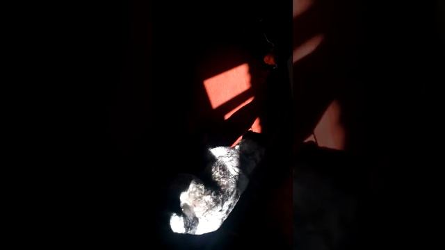 Дина любит играть(алабай,9 месяцев) смотреть онлайн