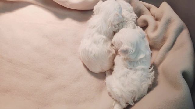 Малышам Мальтийской болонки 26 дней ? #ukraine #мальтийскаяболонка #malteser смотреть онлайн