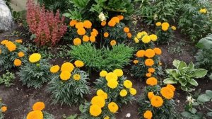 Бархатцы серии АНТИГУА отличаются ранним и обильным цветением.31.07.2022