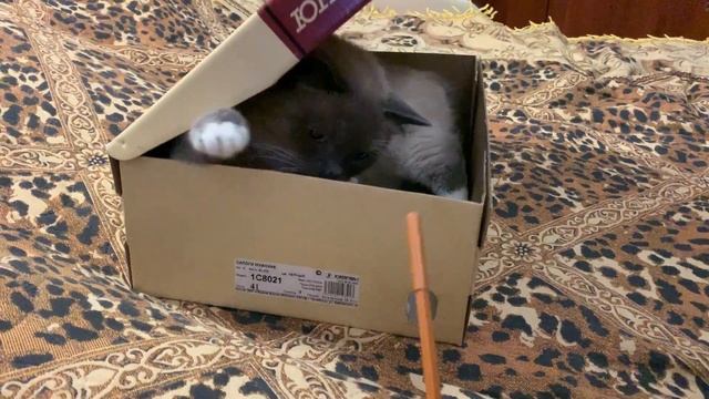 Как поймать кота? смотреть онлайн