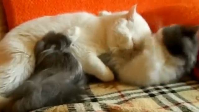 кот заснул смотреть онлайн