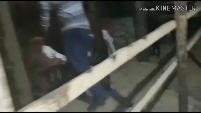 Молодняк крупного рогатого скота смотреть онлайн