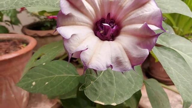 How To Grow & Care Datura Metel || Blooming Whole Summer смотреть онлайн