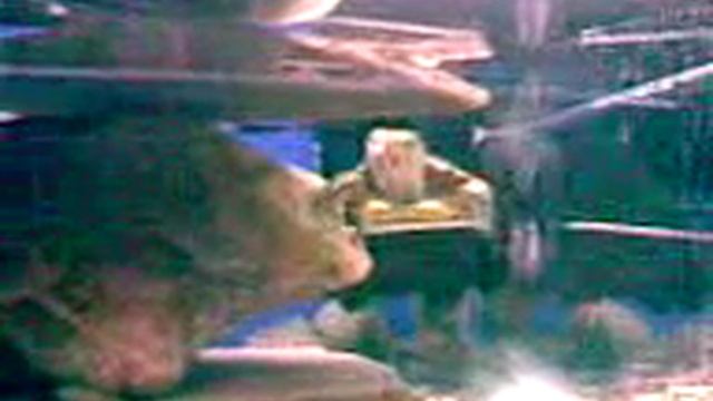 Черепахи плавают в аквариуме смотреть онлайн