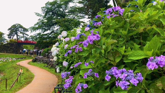 HYDRANGEA AND IRIS FESTIVAL At Odawara Castle Park Japan With Music Of Relax｜4k