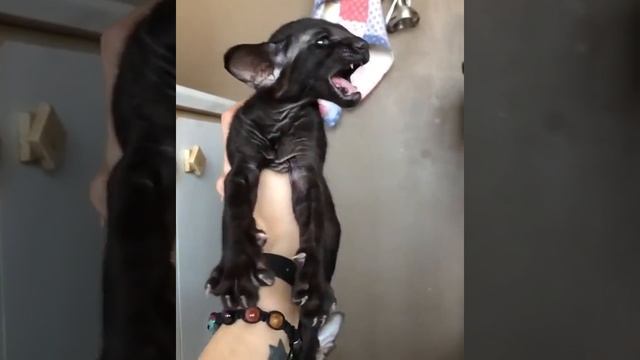 кот ушастый..:))) смотреть онлайн