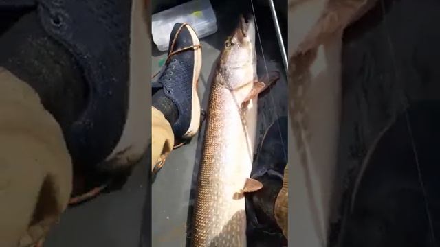 щука на 10 кг на реке белая г. уфа смотреть онлайн