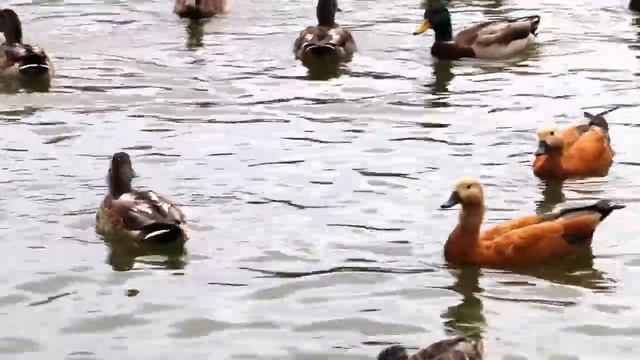 Water birds | Sea Birds | Aquatic birds | Beautiful Nature Scenery смотреть онлайн