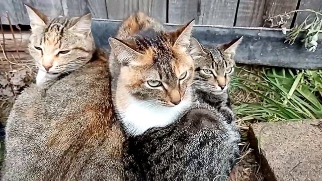 Кошки шипят смотреть онлайн