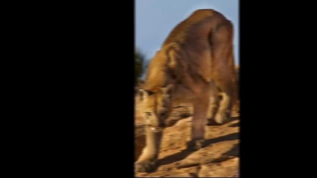 Пума?? #животные_из_семейства_кошачьих смотреть онлайн