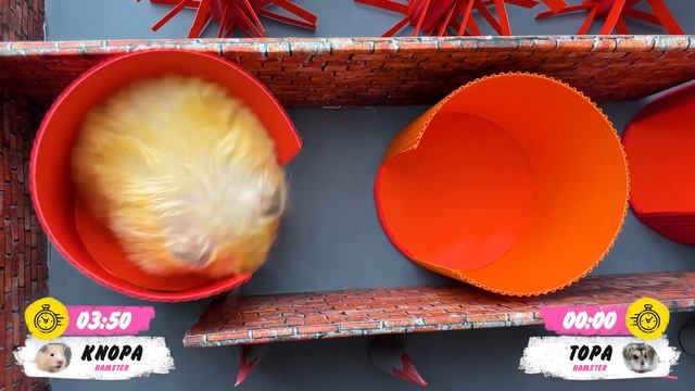 ? Hamster escapes the Bank Robbery Maze! ? Real life Police traps for hamster смотреть онлайн
