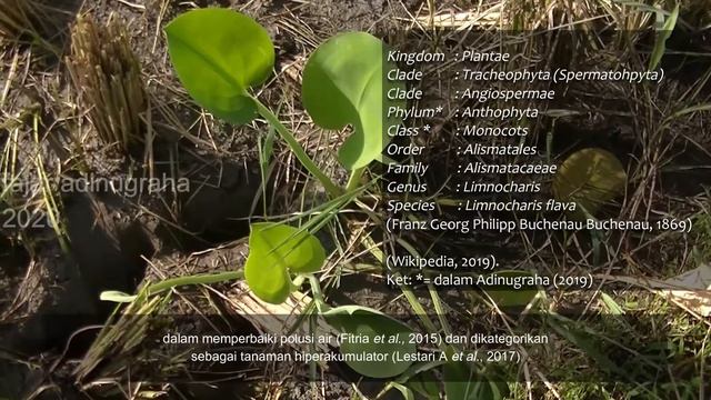 Genjer (Limnocharis flava) смотреть онлайн