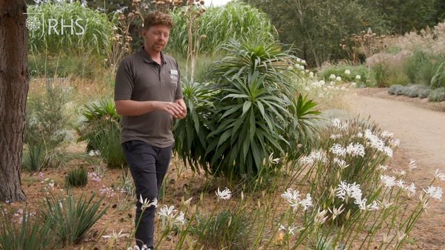 How to grow Nerines for autumn colour | Grow at Home | RHS смотреть онлайн