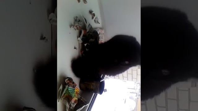 Кот ест газету))) смотреть онлайн