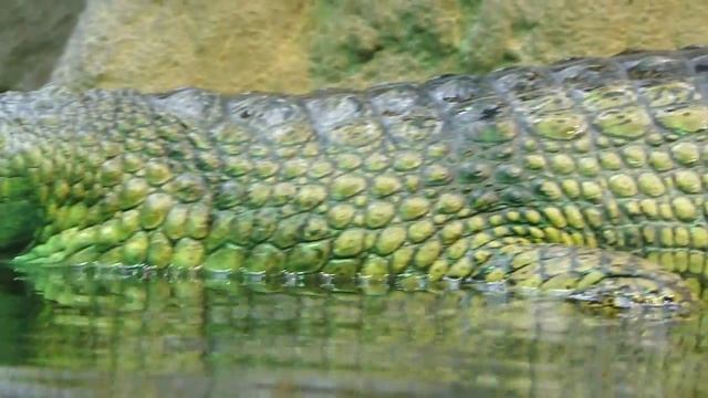 Gavial Zoo Praha / Gharial Prague Zoo смотреть онлайн