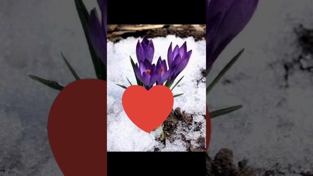 ДАРИТЕ ЖЕНЩИНАМ ЦВЕТЫ НЕ ТОЛЬКО 8 МАРТА! 😍 смотреть онлайн