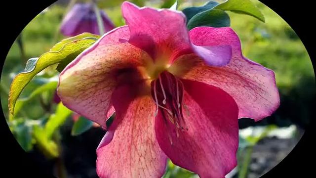 Hellébore oriental (Helleborus orientalis) смотреть онлайн