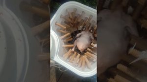 Перосъемная машина из стиральной машины