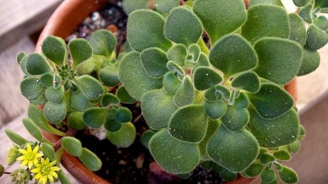 Аихризон, дерево любви: об уходе за источником счастья смотреть онлайн