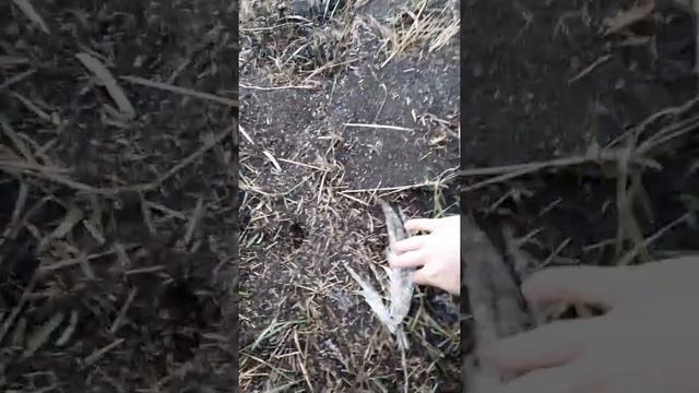 Чьё это перо ? смотреть онлайн