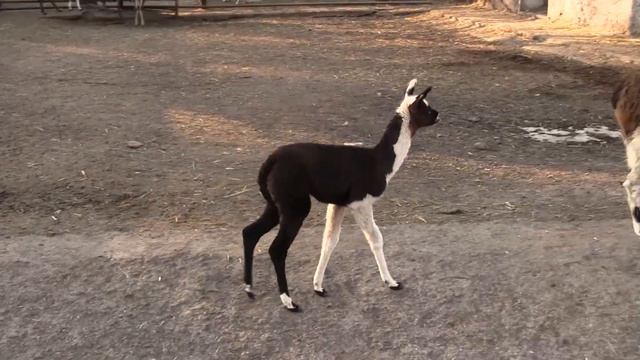 Перший малюк 2022 року смотреть онлайн